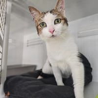 Pepito, chat à adopter