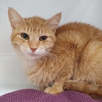 CALIFORNIE CHA, chatte à adopter