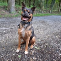 CYRIUS, chien à adopter