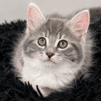 MACADAMIA, chatte à adopter