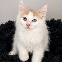 BRETZEL, chat à adopter