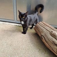 SWEETY, chatte à adopter