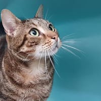 EASYS CHA, chat à adopter