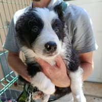 Nougat, chien à adopter