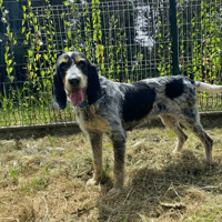 GIA, chienne à adopter