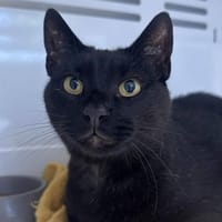 DOUDOU CHA, chat à adopter