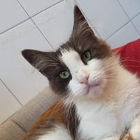TASSIA CHA, chatte à adopter