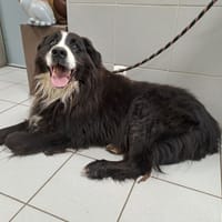 OOMPA, chien à adopter