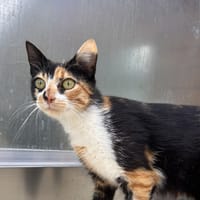 Azura, chatte à adopter
