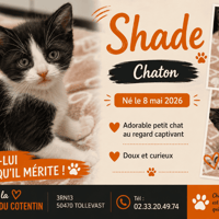 SHADE, chat à adopter