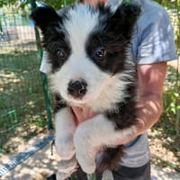 Nomad, chien à adopter