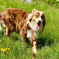 sky, chien à adopter