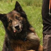 UGG, chien à adopter