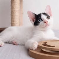 ✨️ DEEP ✨️ 🐱, chat à adopter