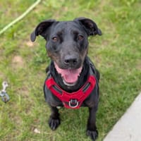 ZEYTIN VAA, chienne à adopter