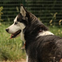 JUNE, chienne à adopter