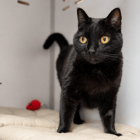 LAUREL, chat à adopter