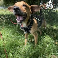JUMPER A TROUVE SA FAMILLE, chien à adopter
