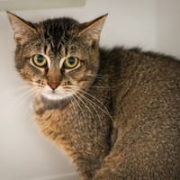 BALOU, chat à adopter
