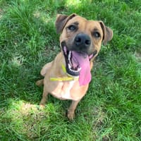 PHOLIO, chien à adopter