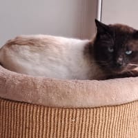 GUERMANGE, chat à adopter