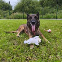 SEOUL VAA, chien à adopter