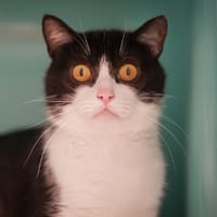 EMILE, chat à adopter