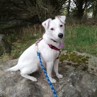 Handy, chienne à adopter
