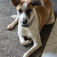 Alien, chien à adopter