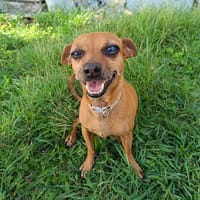 Roxy mamie clown, chienne à adopter
