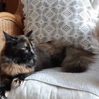 Nala, chatte à adopter