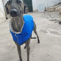 NOEL, chien à adopter
