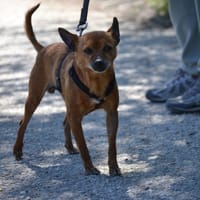 PIXI, chien à adopter