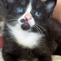 CHAUSSETTE, chat à adopter