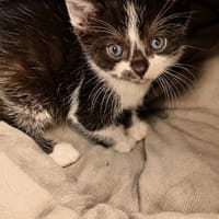 Lilas, chatte à adopter