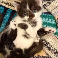 Otis, chat à adopter