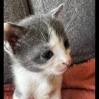 CAPONE, chat à adopter