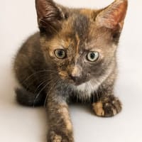 PAULETTE, chatte à adopter