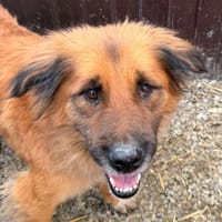 Loula, chienne à adopter