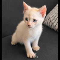 JULIETTE, chatte à adopter