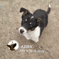 Azira, chienne à adopter
