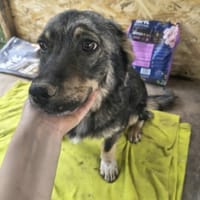Benji, chien à adopter