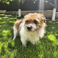 Hermes, chien à adopter