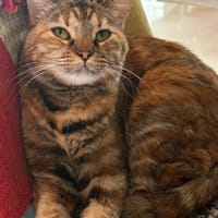 TITI, chatte à adopter