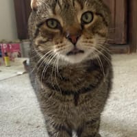 FILOU, chat à adopter