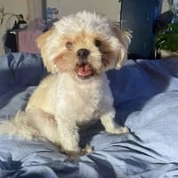 Frodo - witzig, verspielt, verschmust, Hund zur Adoption