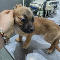 Süßer Fratz sucht seinen Menschen, Hund zur Adoption