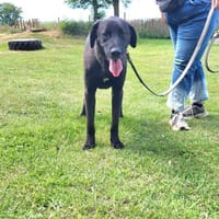 🐾Atesfreundlicher Herdenschutzhund-Mix, Hund zur Adoption