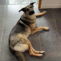 Unsichere Luna sucht erfahrenes Zuhause, Hündin zur Adoption