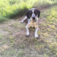 Traumbegleiter Pachon Navarro Yoni sucht, Hund zur Adoption